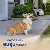 รูป 6